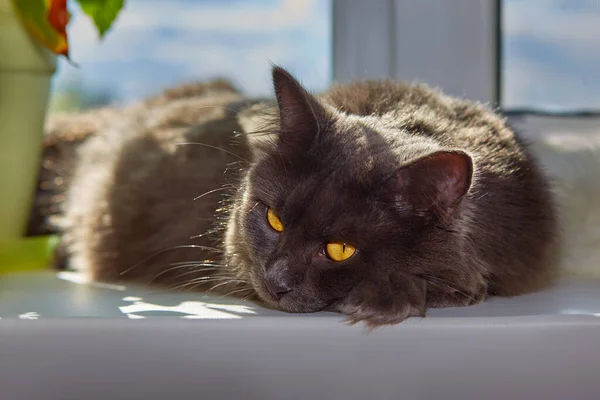 Graue Katze Nebelung Katze Liegt Hause Auf Der Fensterbank — Stockfoto