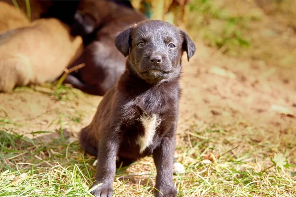 Genç Köpek Yavrusu Için Ana Açık Bekler — Stok fotoğraf