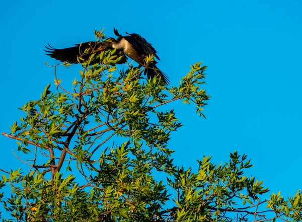 Närbild Fågeln Naturlig Miljö — Stockfoto