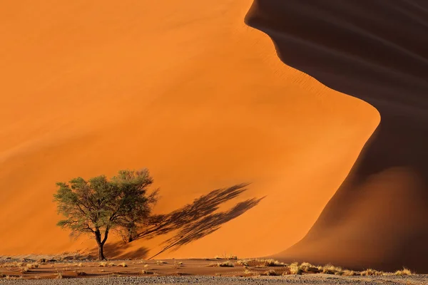Пісок Дюни Дерева Namib Пустелі — стокове фото