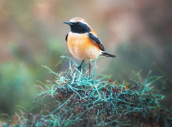 Nahaufnahme Des Vogels Natürlichen Lebensraum — Stockfoto