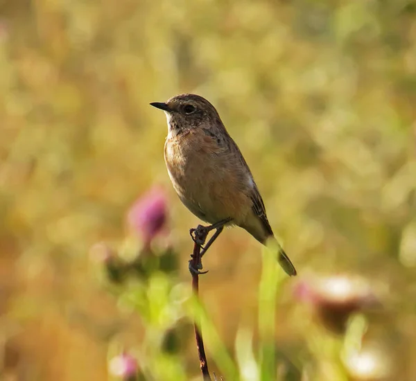 鸟群在自然栖息地的近景 — 图库照片
