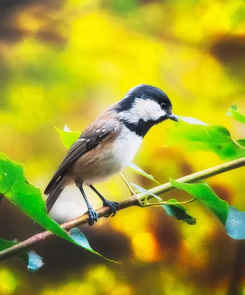 Крупним Планом Вид Птаха Природному Середовищі Проживання — стокове фото