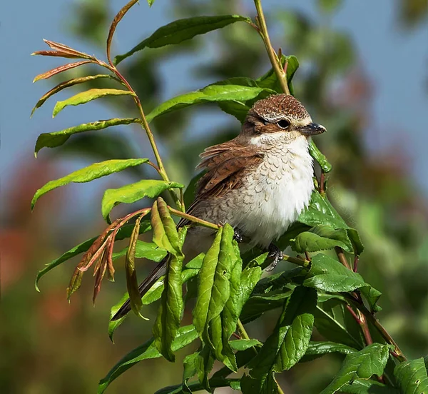Close View Bird Natural Habitat — Stock Photo, Image