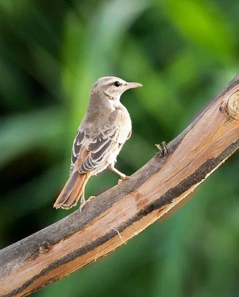 Close View Bird Natural Habitat — Stok Foto