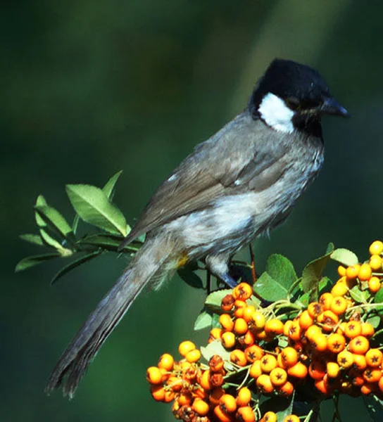 Bliska Widok Ptaka Środowisku Naturalnym — Zdjęcie stockowe