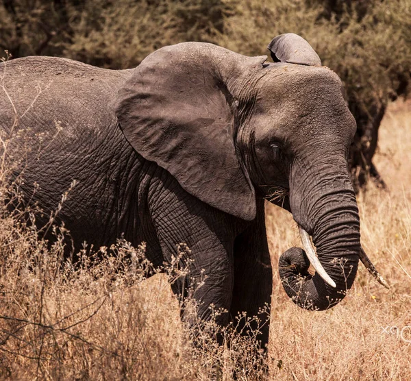 世界で最高の野生動物保護区 — ストック写真