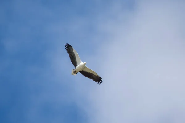 White Bellied Sea Eagle Flying Air — Fotografia de Stock