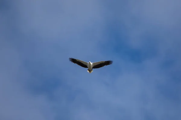White Bellied Sea Eagle Flying Air — 图库照片