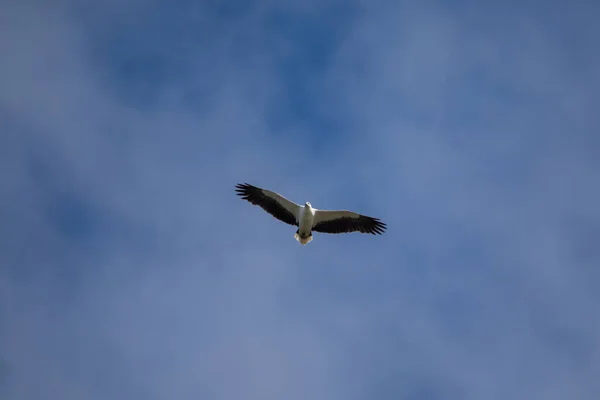 Beyaz Karınlı Deniz Kartalı Havada Uçuyor — Stok fotoğraf
