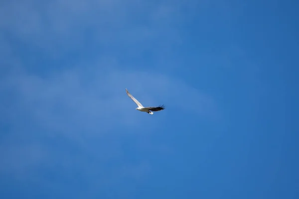 White Bellied Sea Eagle Flying Air — 图库照片