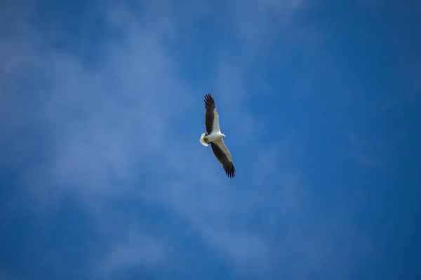 White Bellied Sea Eagle Flying Air — Zdjęcie stockowe