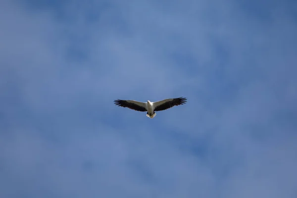 White Bellied Sea Eagle Flying Air — 图库照片