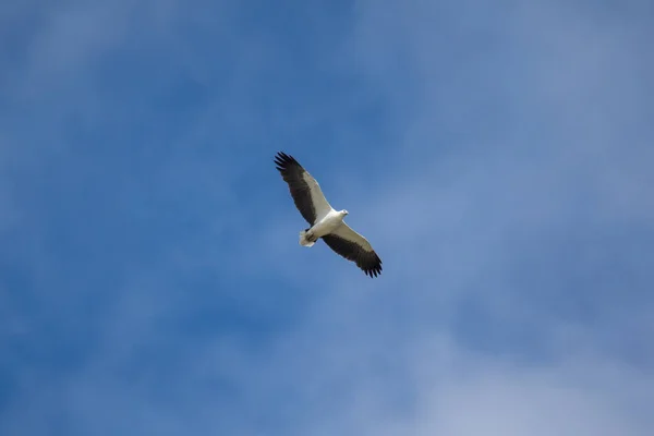 Белобрюхий Морской Орёл Летящий Воздухе — стоковое фото
