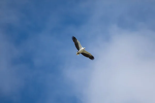 White Bellied Sea Eagle Flying Air — Zdjęcie stockowe