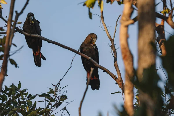 Male Glossy Black Cockatoo Feeding Allocasuarina Diminuta — Stock Photo, Image