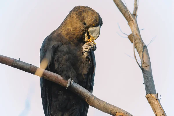Ένα Αρσενικό Γυαλιστερό Μαύρο Παπαγάλο Που Τρέφεται Allocasuarina Diminuta — Φωτογραφία Αρχείου