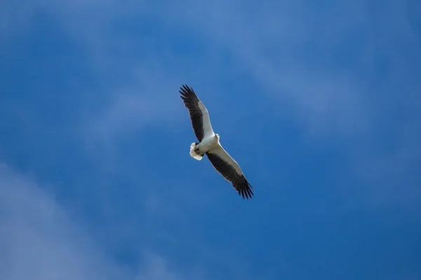 White Bellied Sea Eagle Flying Air — Stock Photo, Image