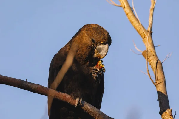 Male Glossy Black Cockatoo Feeding Allocasuarina Diminuta — Foto de Stock
