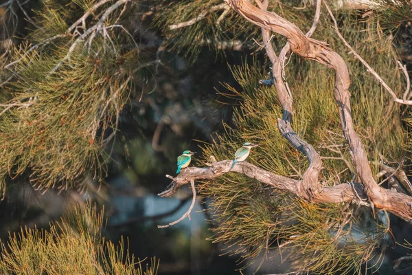 Two Sacred Kingfisher Perched Tree — Zdjęcie stockowe