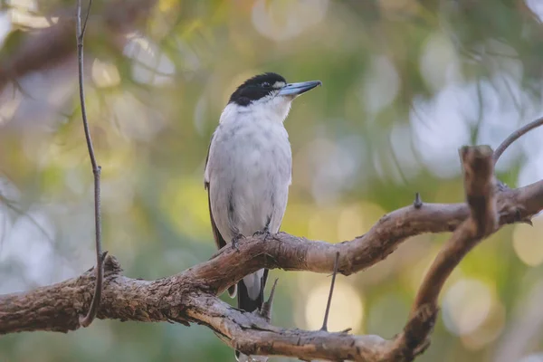 Australian Grey Butcherbird Reposant Sur Une Branche — Photo