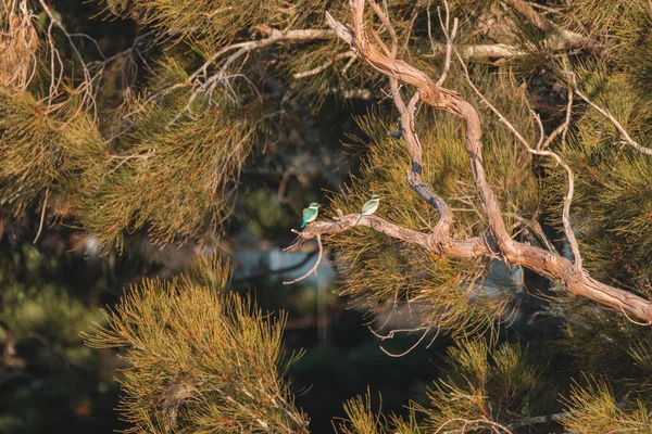 Two Sacred Kingfisher Perched Tree — Stockfoto