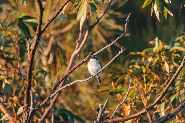 Sacred Kingfisher Perched Tree Nsw — Stok fotoğraf