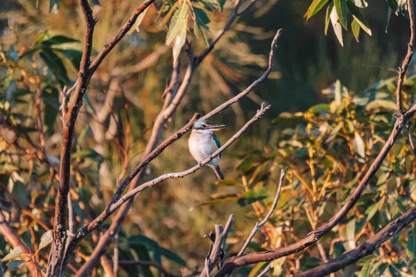 Kingfisher Sacré Perché Dans Arbre Nsw — Photo