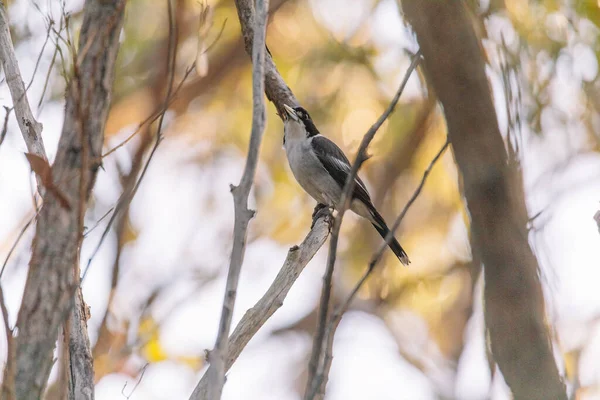 Australian Grey Butcherbird Spoczywa Gałęzi — Zdjęcie stockowe