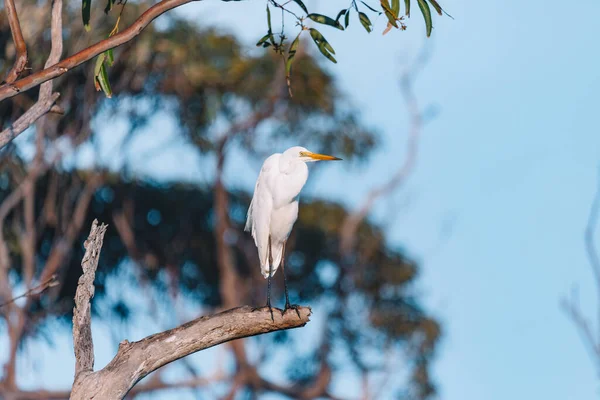 Una Gran Egret Descansando Árbol —  Fotos de Stock