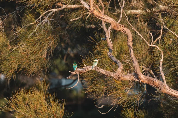 Two Sacred Kingfisher Perched Tree — Zdjęcie stockowe