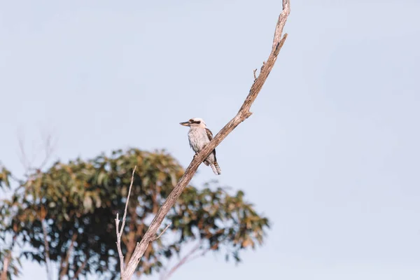 Śmiejąc Się Kookaburra Usiadł Gałęzi Drzewa — Zdjęcie stockowe