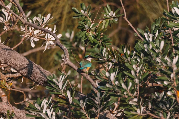 Sacred Kingfisher Perched Tree Nsw — Zdjęcie stockowe