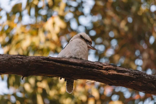 Γέλιο Kookaburra Σκαρφαλωμένο Κλαδί Δέντρου — Φωτογραφία Αρχείου