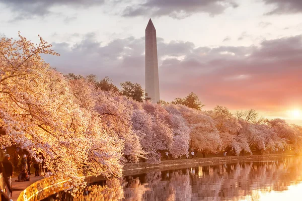 Washington Monument Cherry Blossom Festival Washington — 스톡 사진