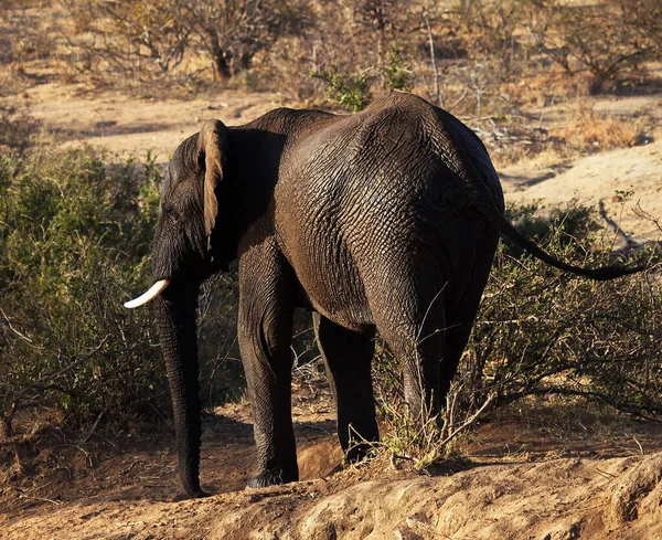 南アフリカ共和国のバルールにある魔法の野生動物の場所 — ストック写真