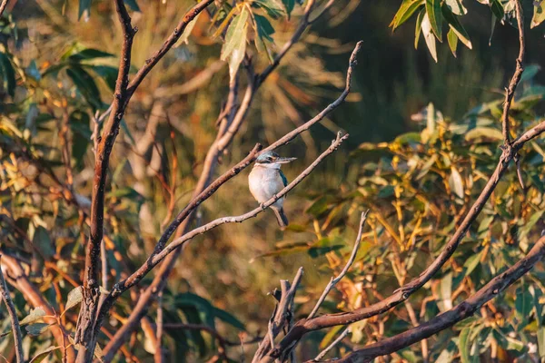 Kingfisher Sacré Perché Dans Arbre Nsw — Photo