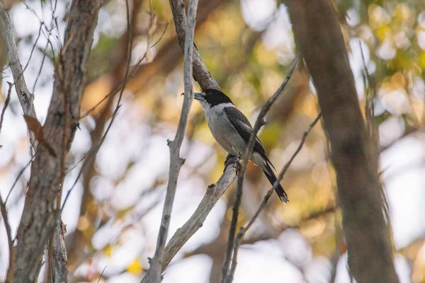 Australian Grey Butcherbird Spoczywa Gałęzi — Zdjęcie stockowe