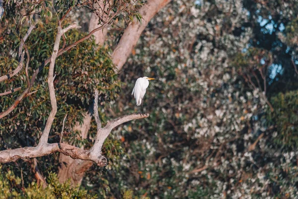 Una Gran Egret Descansando Árbol —  Fotos de Stock