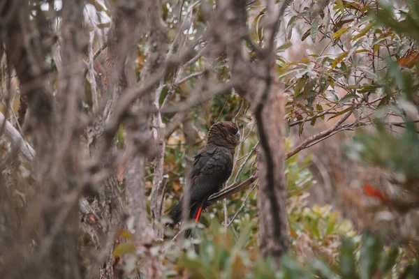 Glossy Black Cockatoo Sitting Tree — Zdjęcie stockowe