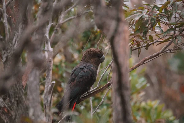 Glossy Black Cockatoo Sitting Tree — Zdjęcie stockowe