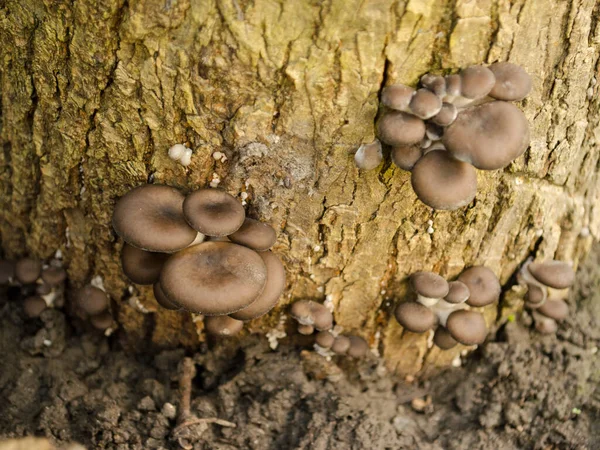 Oyster Mushrooms Grew Tree — Foto Stock
