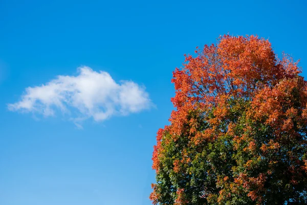 Цветное Осеннее Дерево Яркими Оранжевыми Листьями Фоне Голубого Неба — стоковое фото