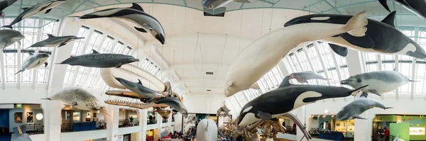 ロンドン自然史博物館でのオルカの壁とイルカと海の生活のパノラマ — ストック写真