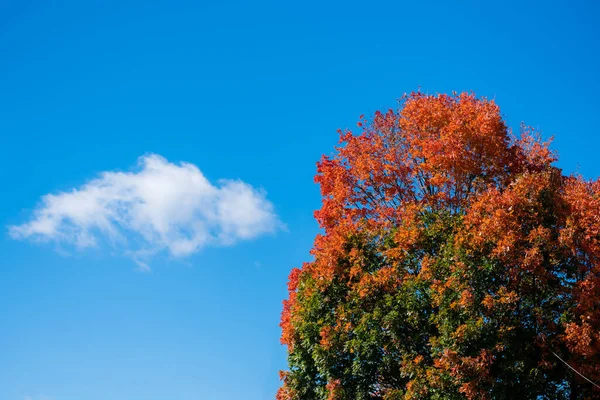 Цветное Осеннее Дерево Яркими Оранжевыми Листьями Фоне Голубого Неба — стоковое фото