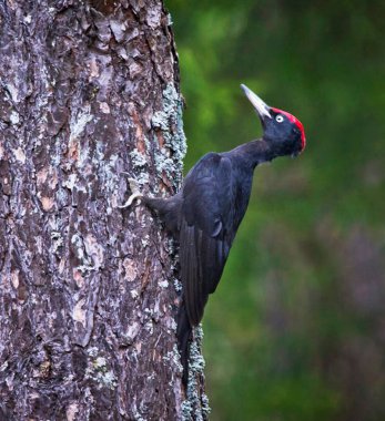 Doğal ortamdaki kuşun yakın görüntüsü