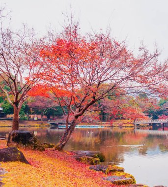 Sonbahar parkında sarı ağaçlar Nara, Japonya