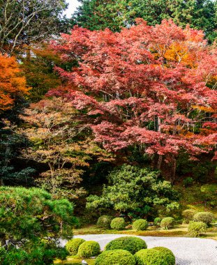 Sonbahar parkında sarı ağaçlar Nara, Japonya