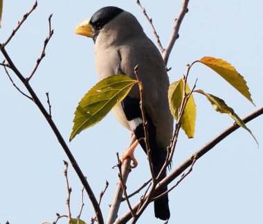 Doğal ortamdaki kuşun yakın görüntüsü