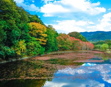 Sonbahar parkında sarı ağaçlar Nara, Japonya